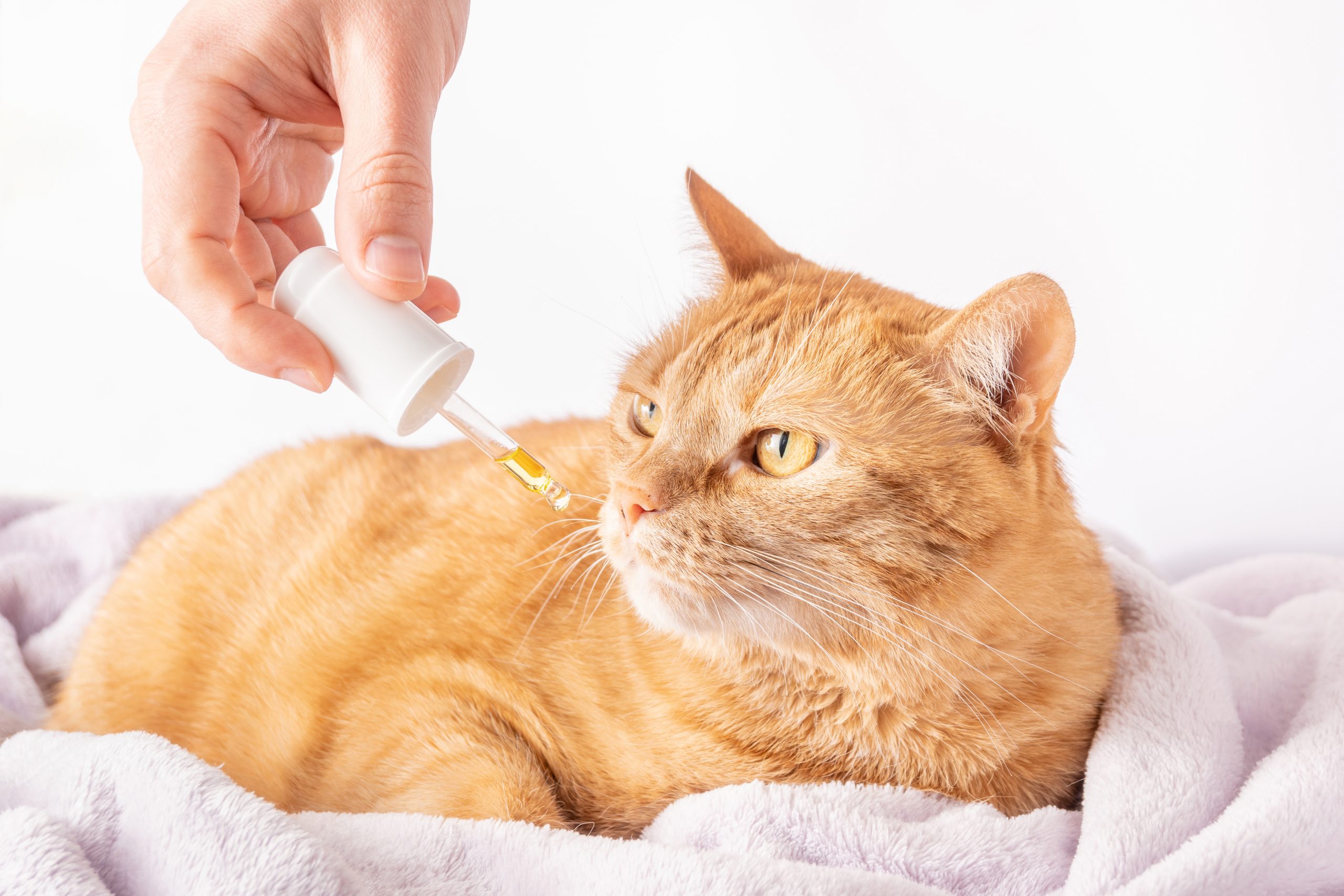 CBD for Pets: Should You Make the Switch Today?